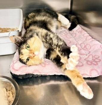 Clementine -  Domestic Short Hair Cat for Adoption in Petersburg, Virginia - Clementine | PetCurious