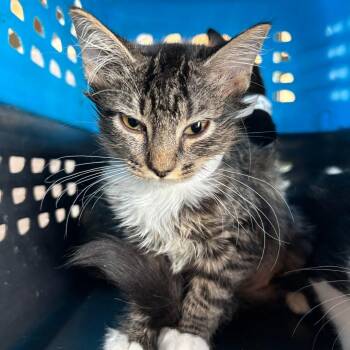 Winnie -  Domestic Medium Hair Cat for Adoption in Leander, Texas - Winnie | PetCurious