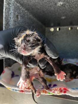 SUMMER -  Domestic Short Hair Cat for Adoption in Dallas, Texas - SUMMER | PetCurious