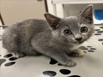 SPARKLER -  Domestic Short Hair Cat for Adoption in Derwood, Maryland - SPARKLER | PetCurious