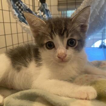 Popquiz -  Domestic Short Hair Cat for Adoption in Lakewood, California - Popquiz | PetCurious