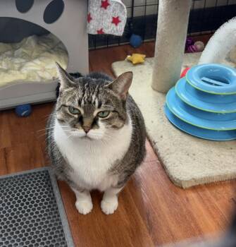 Rescue Domestic Short Hair Cats for Adoption in Mississauga, Ontario - Tammy - Pet Valu Mavis | PetCurious