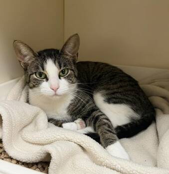 Domestic Short Hair Cats Available for Adoption - Juliette | PetCurious