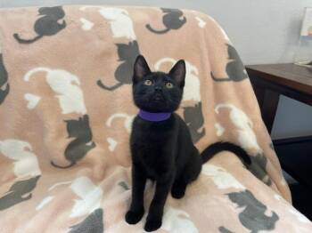 Rescue Domestic Short Hair Cats for Adoption in Eureka, California - Elizabeth | PetCurious