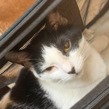 Lulu -  Domestic Short Hair Cat for Adoption in Midland, Texas - Lulu | PetCurious