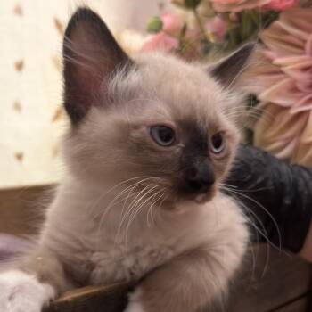 Green Bean -  Domestic Long Hair Cat for Adoption in Newberg, Oregon - Green Bean | PetCurious