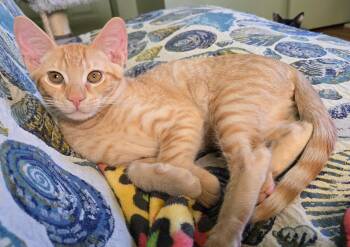 Maui -  Domestic Short Hair Cat for Adoption in Antioch, California - Maui | PetCurious