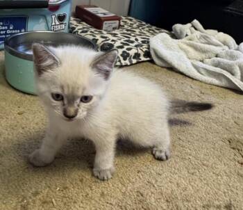Chole -  Siamese Cat for Adoption in Lancaster, California - Chole | PetCurious