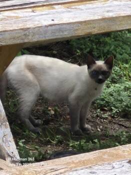 Siamese Cats Available for Adoption in San Antonio, Texas - REGINA | PetCurious