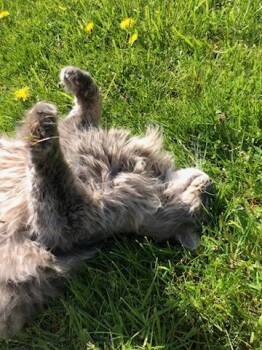 Domestic Long Hair and Maine Coon Cats Available for Adoption in Anacortes, Washington - Sebastian | PetCurious