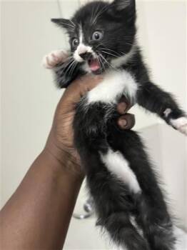 American Curl Cats Available for Adoption in Houston, Texas - A655329 | PetCurious