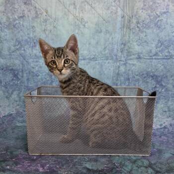 Stroma -  Domestic Short Hair Cat for Adoption in Santa Rosa, California - Stroma | PetCurious