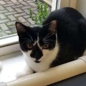 Franken Berry -  Tuxedo and Domestic Short Hair Cat for Adoption in Montour Falls, New York - Franken Berry | PetCurious