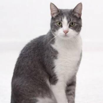 Domestic Short Hair Cats Available for Adoption in Orland Hills, Illinois - Binx | PetCurious