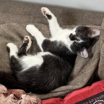 Odette -  Domestic Short Hair Cat for Adoption in Long Beach, California - Odette | PetCurious