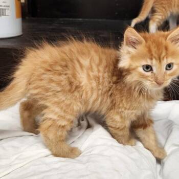 Brody -  Domestic Long Hair Cat for Adoption in Kirksville, Missouri - Brody | PetCurious