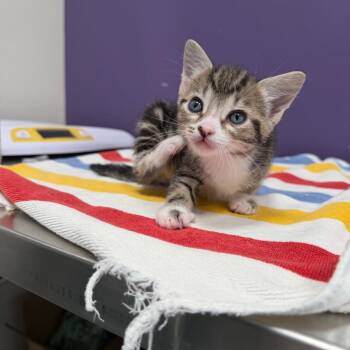Tanner -  Domestic Short Hair Cat for Adoption in Englewood, Florida - Tanner | PetCurious