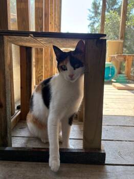 Paprika -  Calico Cat for Adoption in New Braunfels, Texas - Paprika | PetCurious