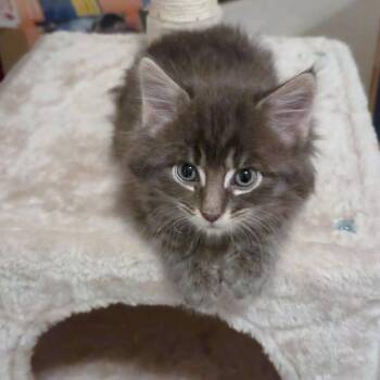 Domestic Long Hair Cats Available for Adoption in Fairway, Kansas - Sorsha | PetCurious