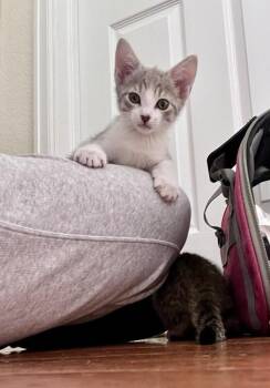 Bluebell -  Domestic Short Hair Cat for Adoption in Aurora, Colorado - Bluebell | PetCurious