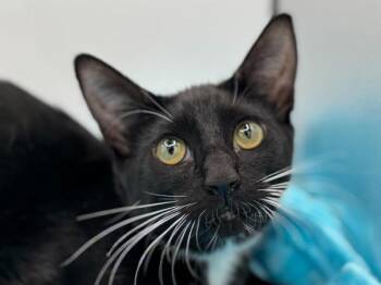 Nettle -  Domestic Short Hair Cat for Adoption in Portland, Oregon - Nettle | PetCurious