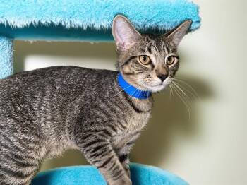 NOVA -  Domestic Short Hair Cat for Adoption in Fort Lauderdale, Florida - NOVA | PetCurious