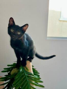 Ozzy  5245 -  Domestic Short Hair Cat for Adoption in Bonsall, California - Ozzy  5245 | PetCurious