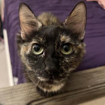 Kensy -  Domestic Medium Hair Cat for Adoption in Liverpool, Texas - Kensy | PetCurious