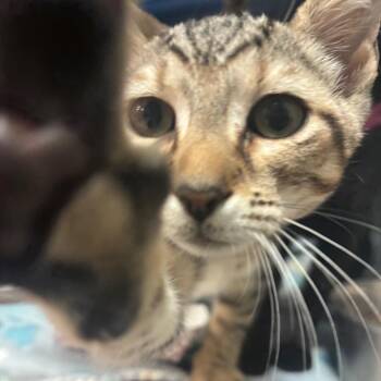 Sir-up -  Domestic Short Hair Cat for Adoption in Lakeland, Florida - Sir-up | PetCurious