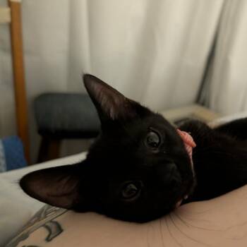 Maraschino Cherry -  Domestic Short Hair Cat for Adoption in Evanston, Illinois - Maraschino Cherry | PetCurious