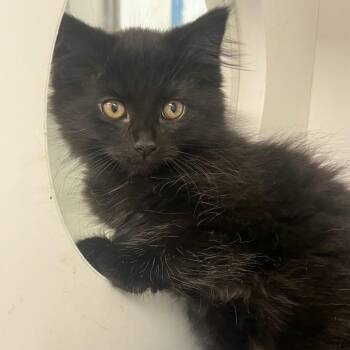 Sparkler (ID 52090) -  Domestic Medium Hair Cat for Adoption in Manassas, Virginia - Sparkler (ID 52090) | PetCurious