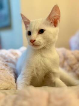 Roxi (AKA Lion) -  Domestic Medium Hair Cat for Adoption - Roxi (AKA Lion) | PetCurious