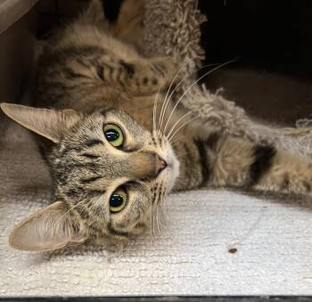 Domestic Short Hair Cats Available for Adoption in Blasdell, New York - Apricot | PetCurious