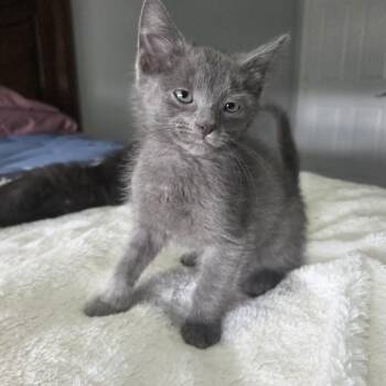 QUADE -  Domestic Short Hair Cat Available for Adoption in Loveland, Colorado - QUADE | PetCurious