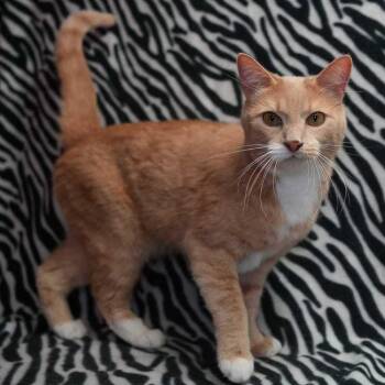 Purps -  Domestic Short Hair Cat for Adoption in Wheaton, Illinois - Purps | PetCurious