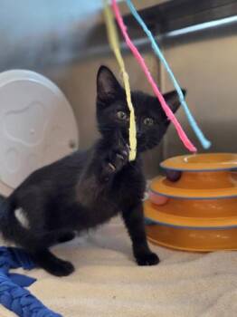 Bulldozer -  Domestic Short Hair Cat for Adoption in Westland, Michigan - Bulldozer | PetCurious