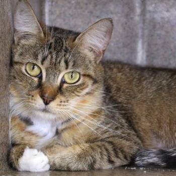 Domestic Short Hair Cats Available for Adoption in Hopkinton, Massachusetts - Rumpel | PetCurious