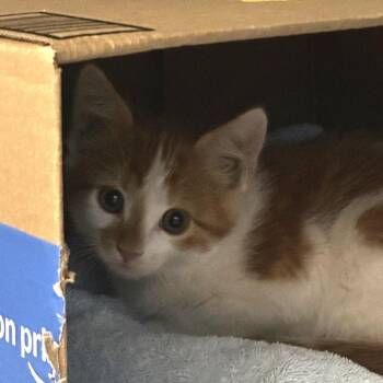 Titos -  Domestic Short Hair Cat for Adoption in Salt Lake City, Utah - Titos | PetCurious