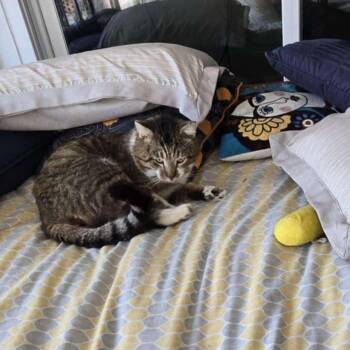 Rescue Domestic Short Hair Cats for Adoption in Little Mountain, South Carolina - Ricky Bobby (FIV+) | PetCurious