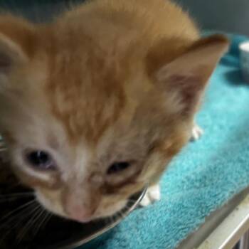 Ox -  Domestic Short Hair Cat for Adoption in Leander, Texas - Ox | PetCurious