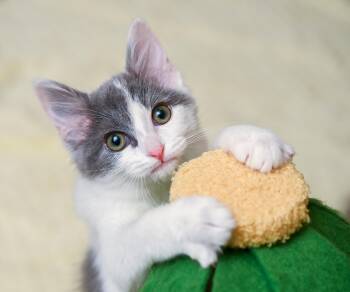 Booberry -  Domestic Medium Hair Cat for Adoption in Chattanooga, Tennessee - Booberry | PetCurious