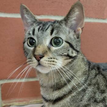 Domestic Short Hair Cats Available for Adoption in Cabot, Arkansas - Paddington | PetCurious