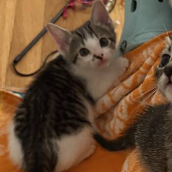 Trix -  Domestic Short Hair Cat for Adoption in Long Beach, California - Trix | PetCurious