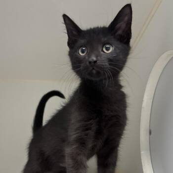 Tourmaline -  Domestic Short Hair Cat for Adoption in Naperville, Illinois - Tourmaline | PetCurious