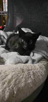 MADDOX -  Domestic Short Hair Cat for Adoption in Macon, Georgia - MADDOX | PetCurious
