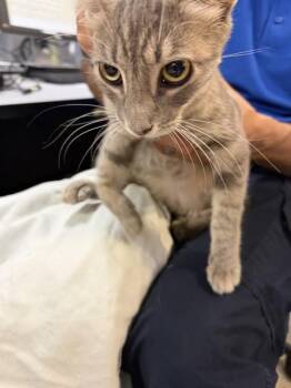 MIA MIA -  Domestic Short Hair Cat for Adoption in Doral, Florida - MIA MIA | PetCurious