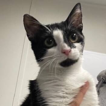 Rescue Domestic Short Hair Cats for Adoption in Cumming, Georgia - Bobbie Lynn | PetCurious