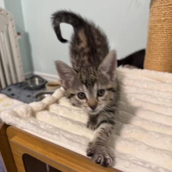 Sunday -  Domestic Short Hair Cat Available for Adoption in Puslinch, Ontario - Sunday | PetCurious