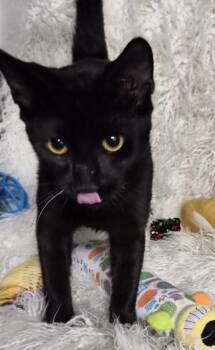Kyle -  Domestic Short Hair Cat for Adoption in Conway, South Carolina - Kyle | PetCurious