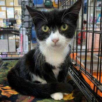 Rescue Tuxedo Cats for Adoption in Hawley, Pennsylvania - BW | PetCurious